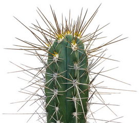 کاکتوس خلال دندان